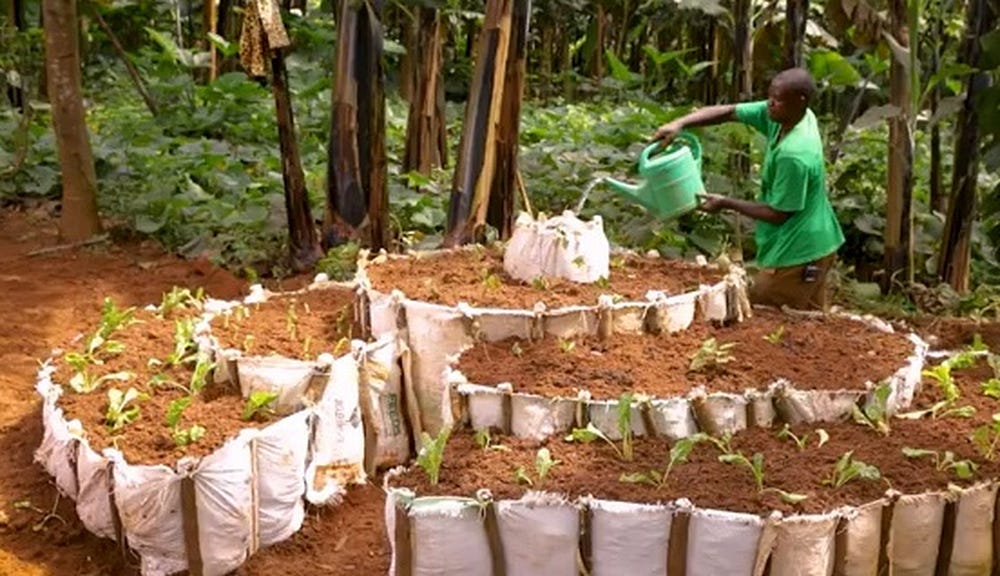 Biogas from poultry farming