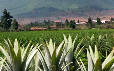 Study on Status of Ecological Organic Agriculture (EOA) in Pineapple and Strawberry Value Chain in Gakenke, Kamonyi, Muhanga and Rulindo Districts of Rwanda